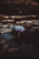 shallow focus photography of green lotus on body of water