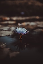 shallow focus photography of green lotus on body of water