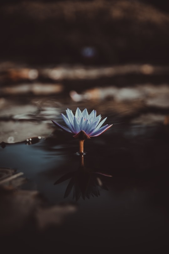 shallow focus photography of green lotus on body of water in Hulhumalé Maldives