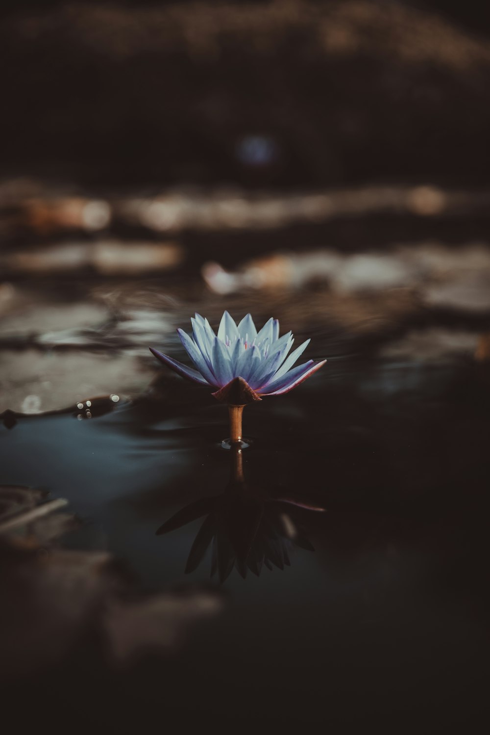 fotografia a fuoco superficiale del loto verde sullo specchio d'acqua