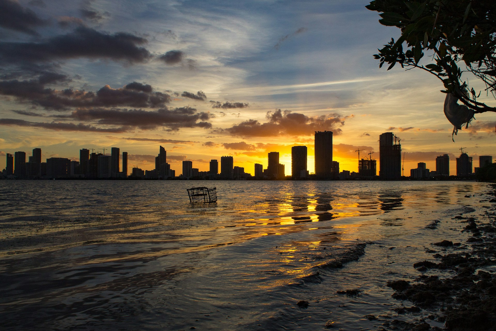 woman holding dried flower