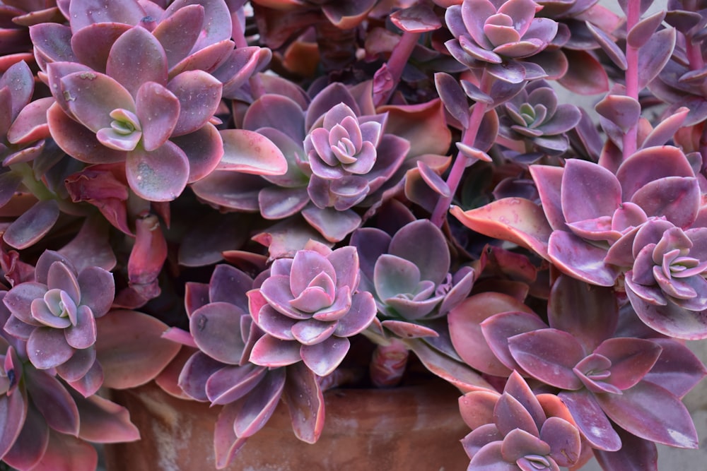 pétales de fleurs violettes et blanches sur table en bois marron