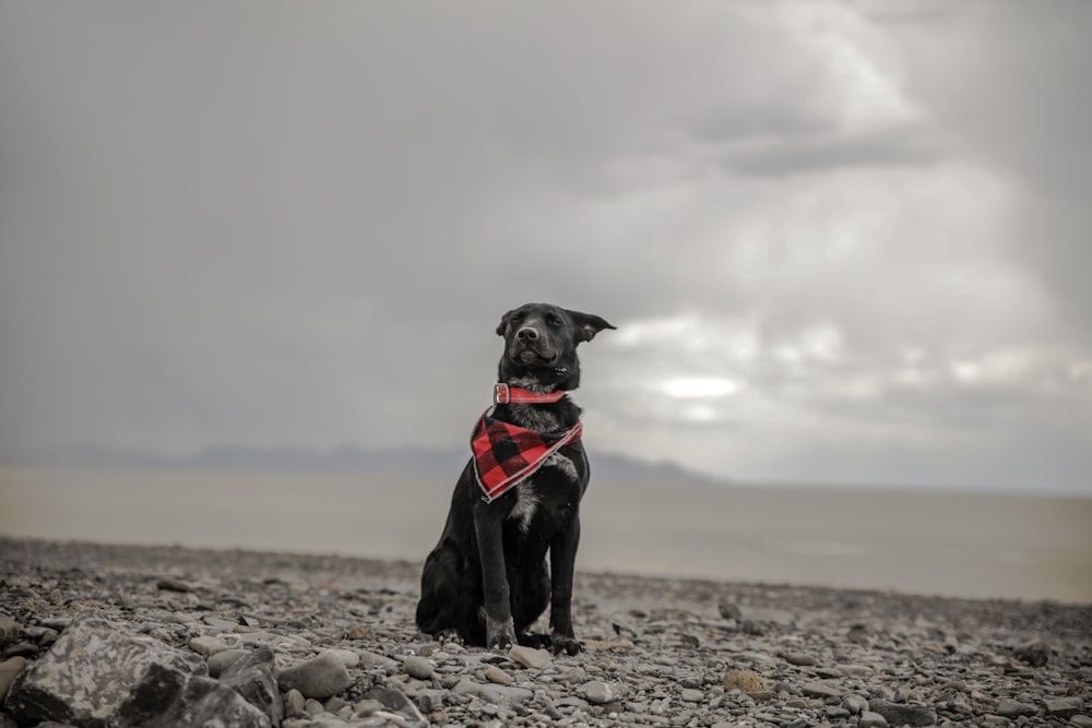 selective color photography of dog wearing red scarf under cloudy sky