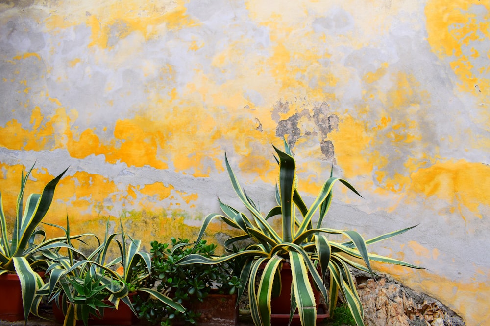 green and yellow plant on brown clay pot