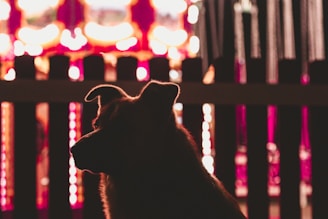 A silhouette of a dog is prominently featured against a blurred, brightly lit background. The background consists of colorful lights, possibly from a carnival ride or festive event, creating a vibrant and lively atmosphere. The focus is on the dog's profile, with its ears and outline clearly visible.