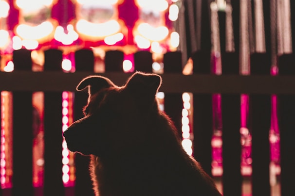 A silhouette of a dog is prominently featured against a blurred, brightly lit background. The background consists of colorful lights, possibly from a carnival ride or festive event, creating a vibrant and lively atmosphere. The focus is on the dog's profile, with its ears and outline clearly visible.