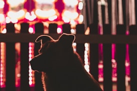 A silhouette of a dog is prominently featured against a blurred, brightly lit background. The background consists of colorful lights, possibly from a carnival ride or festive event, creating a vibrant and lively atmosphere. The focus is on the dog's profile, with its ears and outline clearly visible.