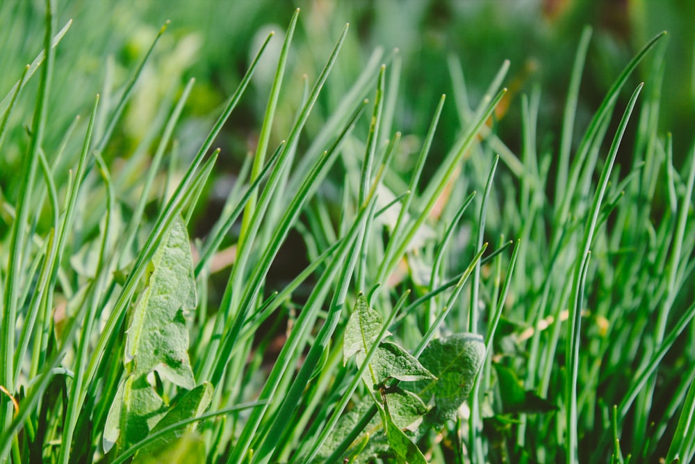 green grass at daytime