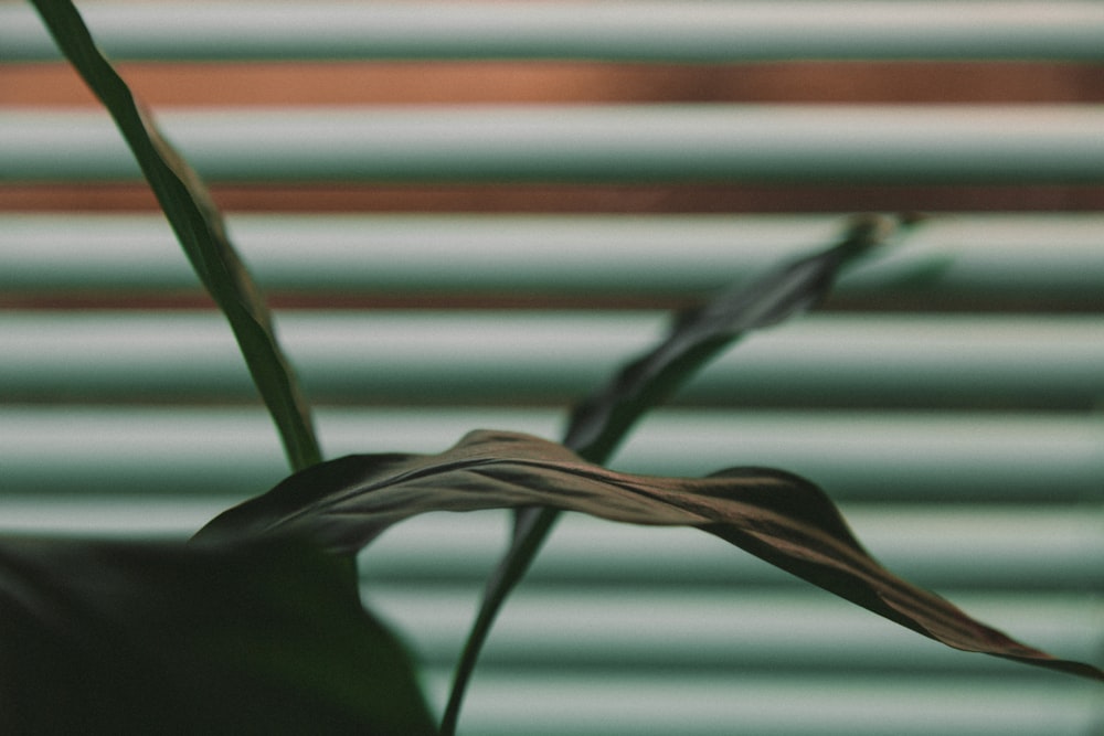 shallow focus photography of green leaf with window blind background