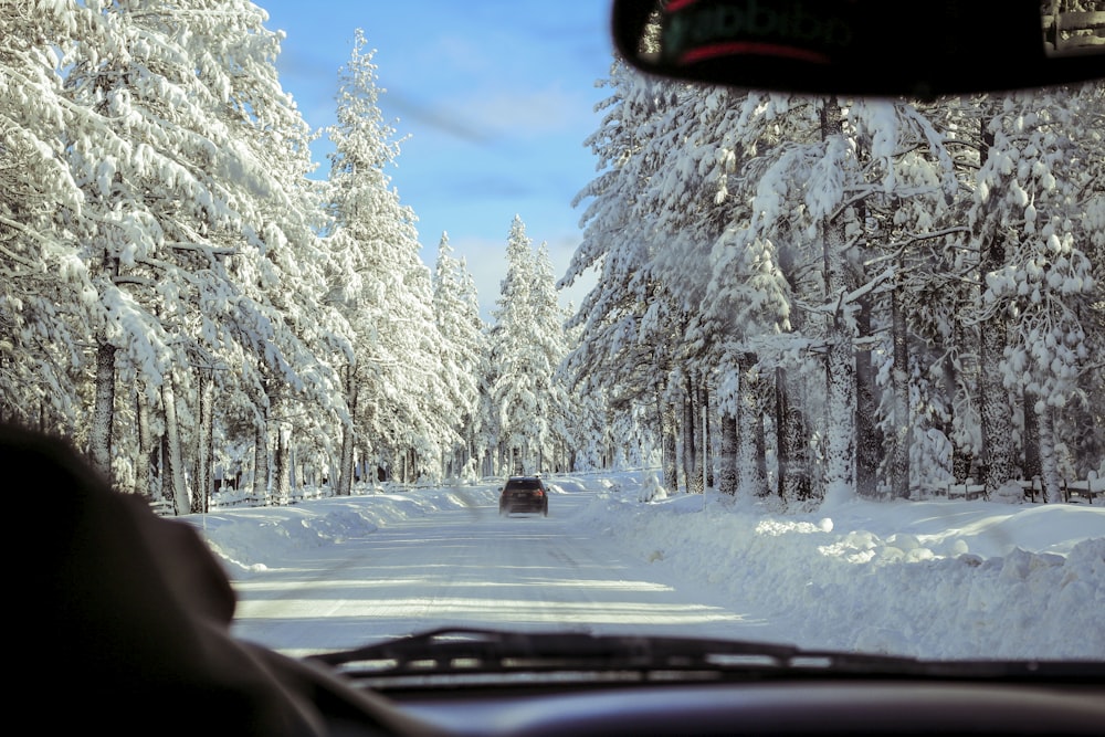 car on road near forest