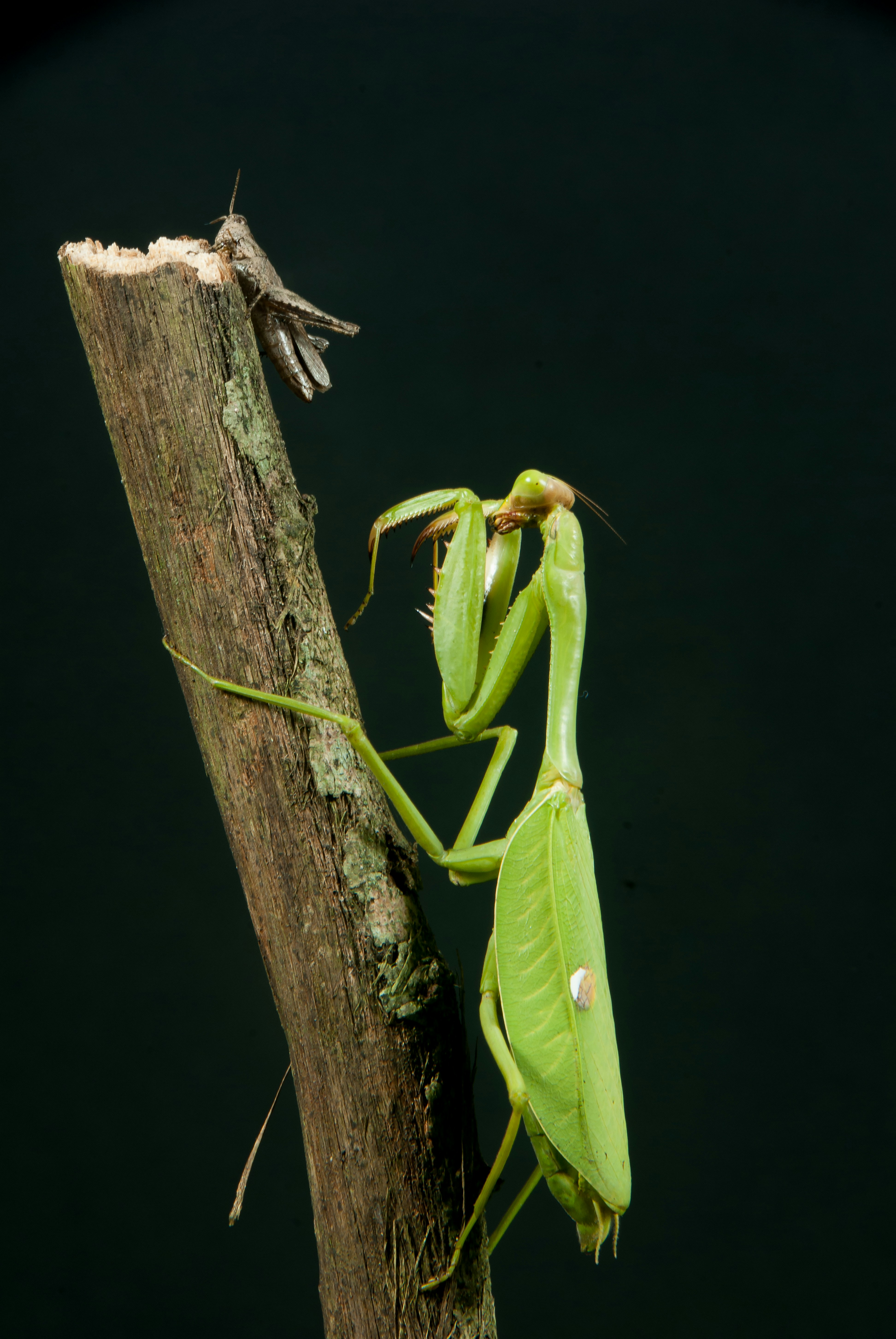 Free Unsplash photo from fritz dörries