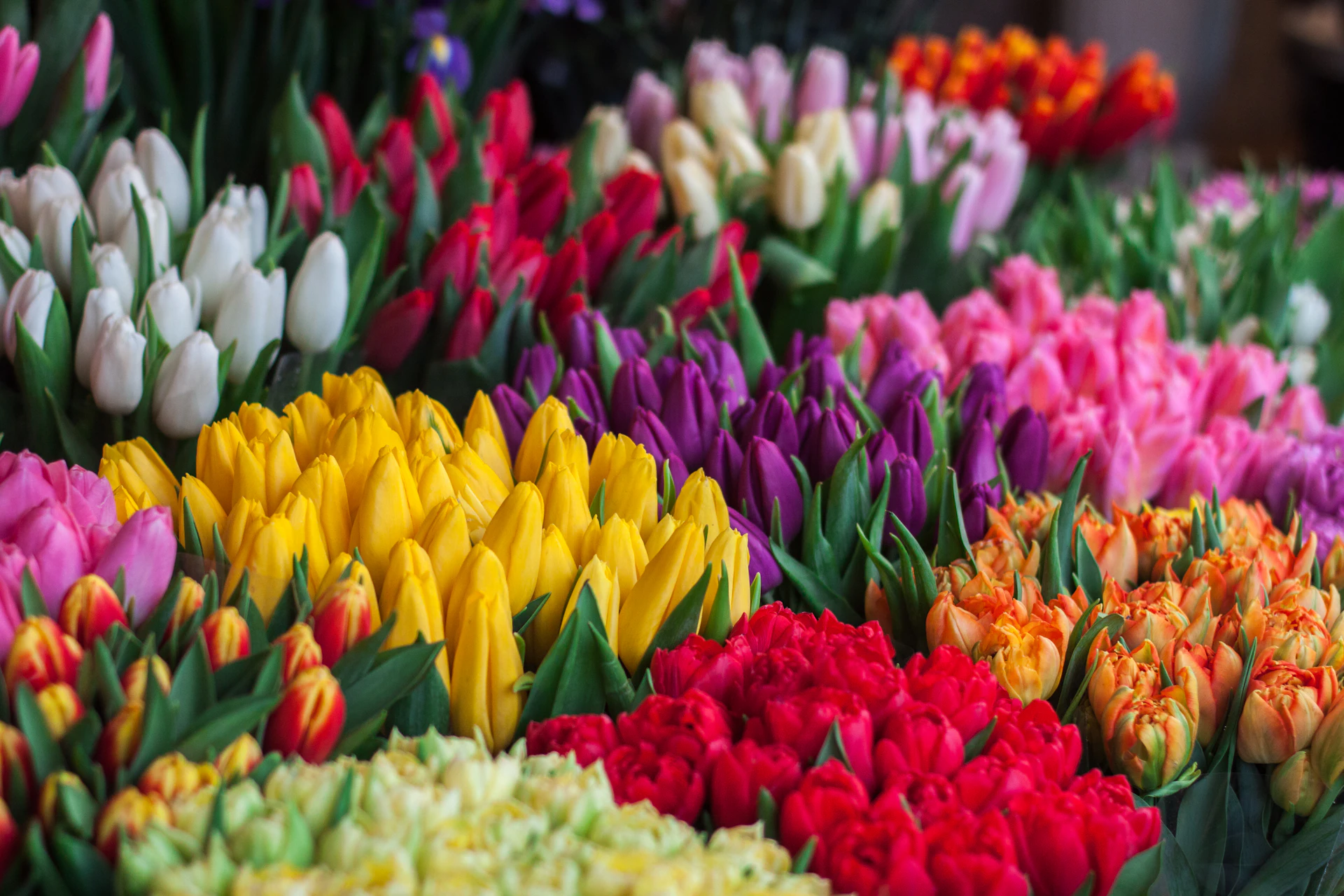 Field Day — A joyful, unruly tangle of seasonal tulips & wildflowers.
