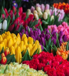 assorted flowers