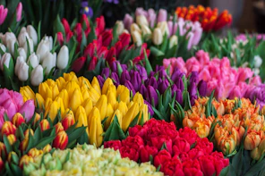 assorted flowers