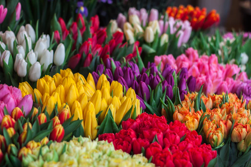 Field Day — A joyful, unruly tangle of seasonal tulips & wildflowers.