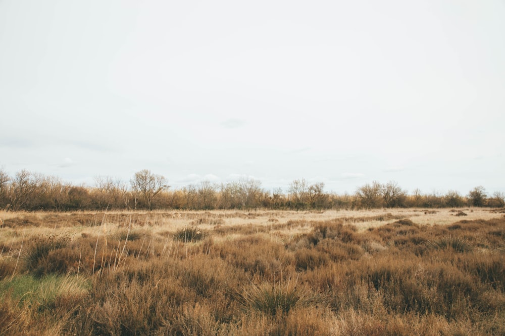 brown grass under white sky at daytime