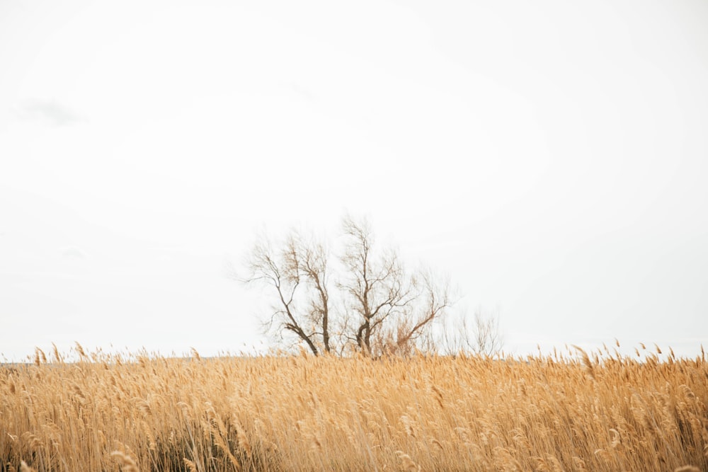 brown grass field