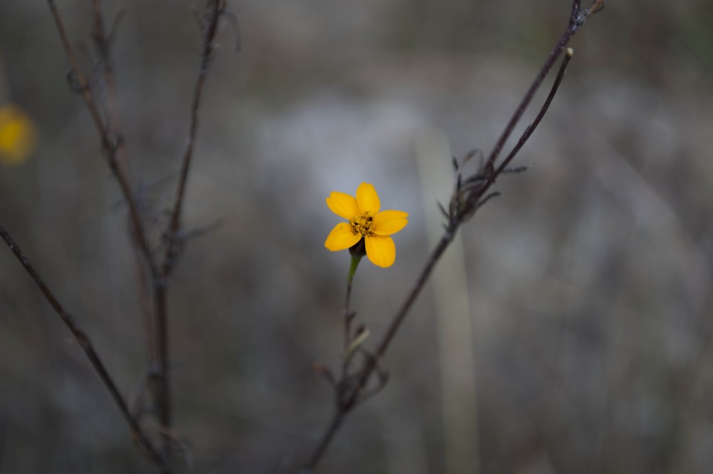 close up photo of yellow petaled flower