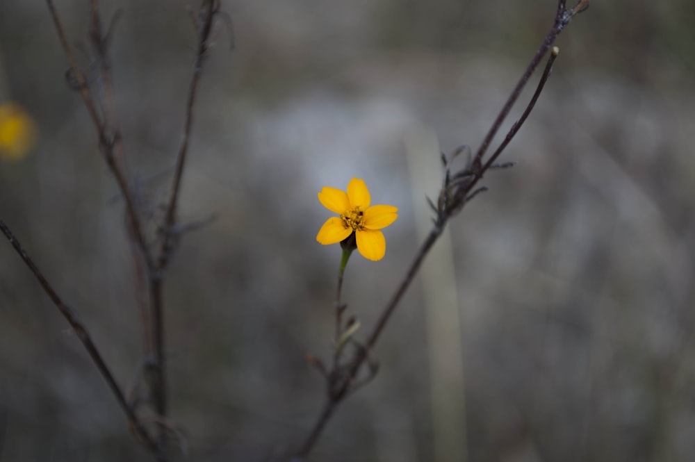 Nahaufnahme einer gelbblättrigen Blume