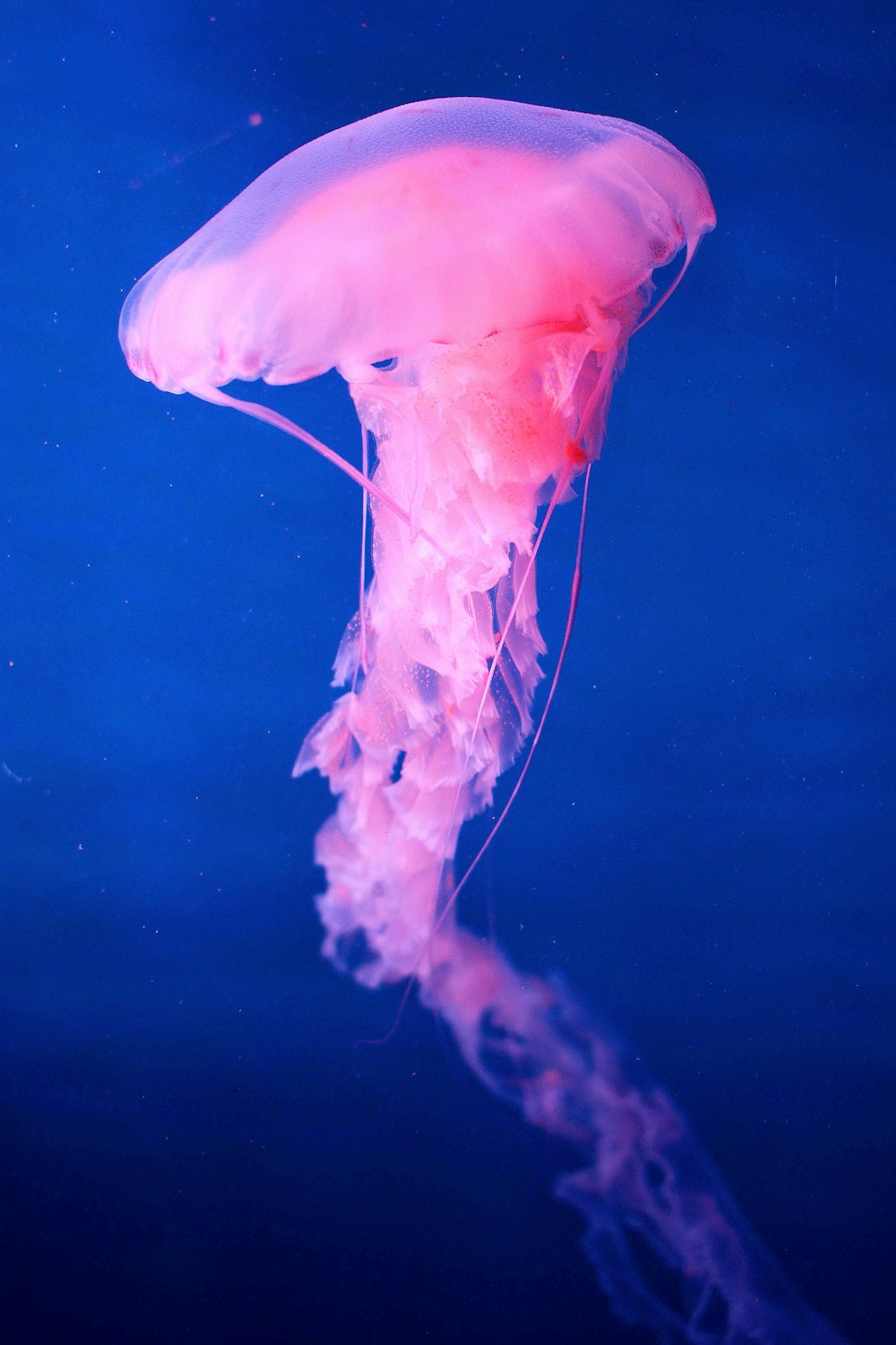 medusa bianca