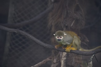 A small monkey with a colorful coat, featuring shades of green, yellow, and white, is perched on a branch. The background consists of a dark mesh and tree branches, providing a natural habitat atmosphere.