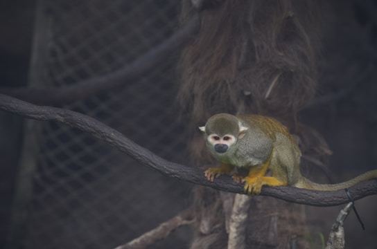 A small monkey with a colorful coat, featuring shades of green, yellow, and white, is perched on a branch. The background consists of a dark mesh and tree branches, providing a natural habitat atmosphere.