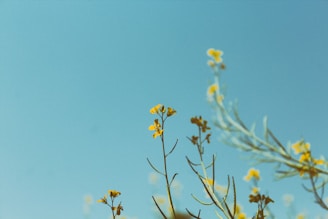 portrait photography of yellow petaled flower