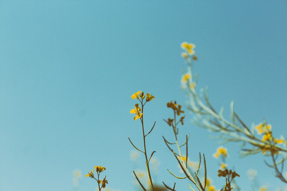 Photographie de portrait de fleur à pétales jaunes