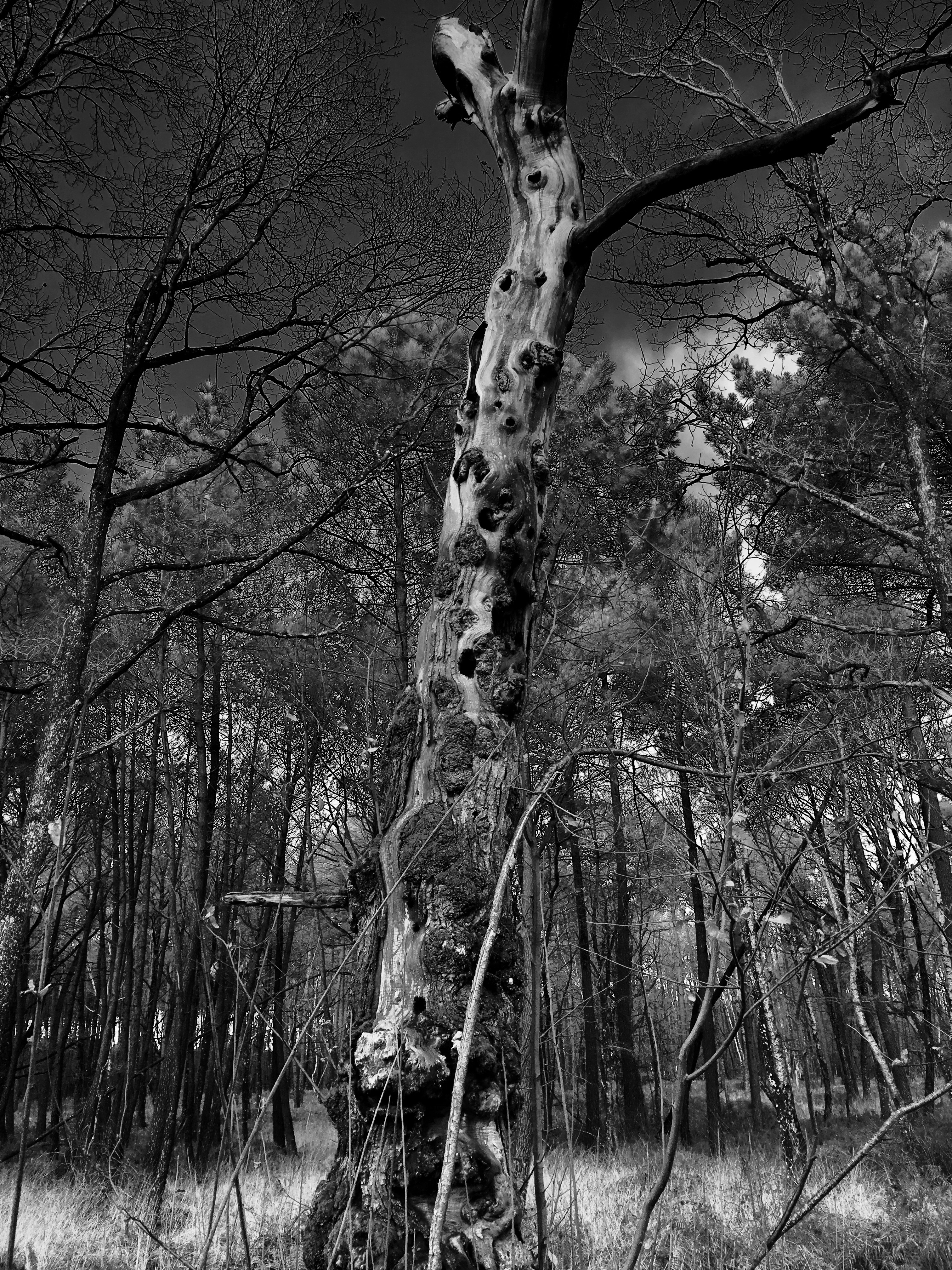 Free Unsplash photo from Benjamin Bail