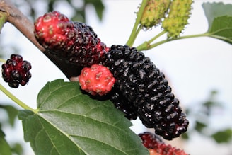 A cluster of ripe mulberries hangs from a branch, showcasing a mix of vibrant red and deep black berries. The glossy texture of the berries catches the light, while fresh green leaves surround the fruit, adding to the natural and lush appearance.