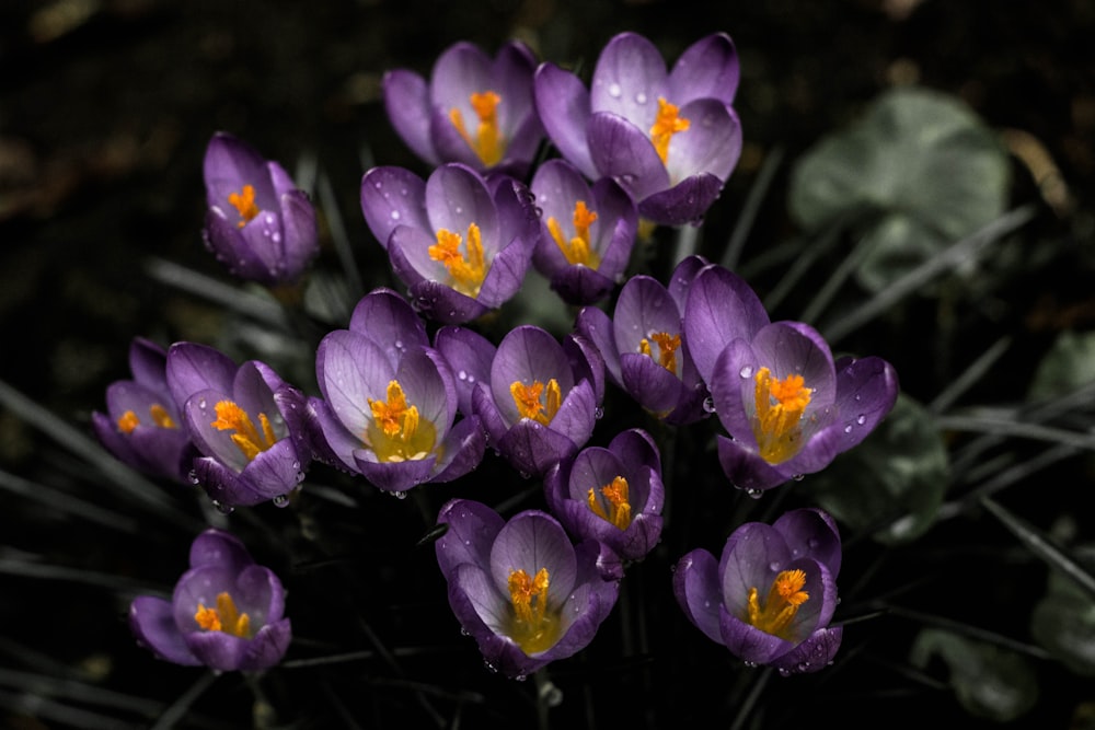 Foto de primer plano de flores de pétalos púrpuras