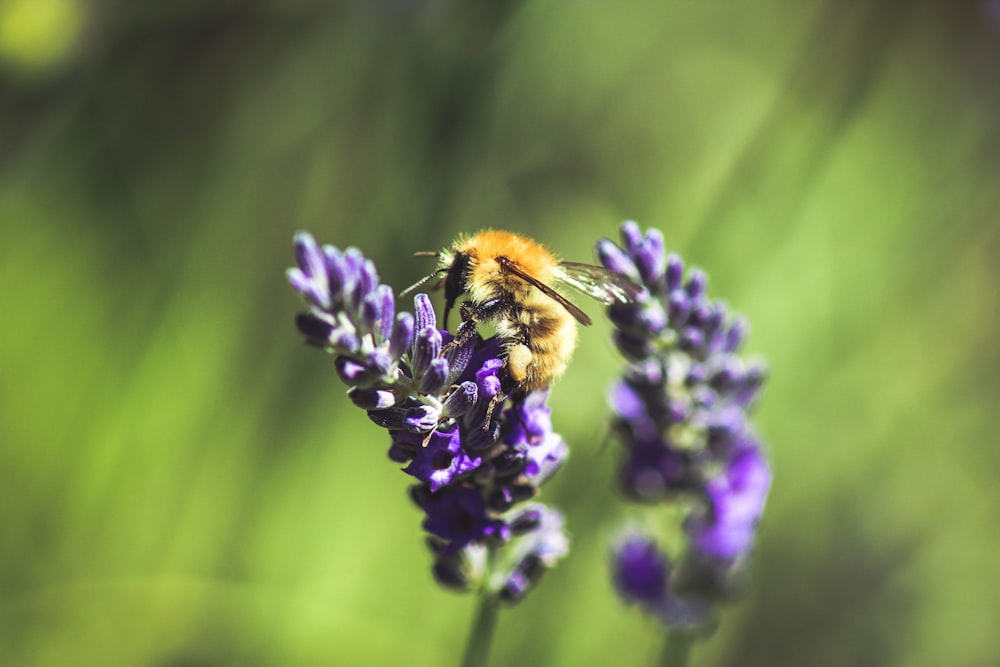 Photographie sélective de mise au point d’abeille perchée sur une plante de lavande
