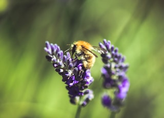 selective focus photography of bee perching on lavender plant