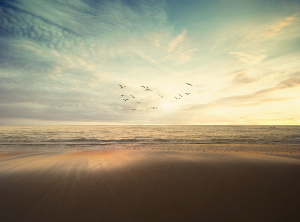 flying flock of bird under cloudy sky