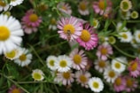 A close-up of native wildflowers attracting bees and butterflies in a sunlit garden patch.