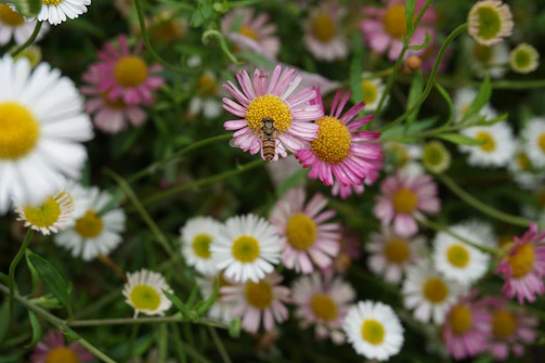 Close-up of pollinators on wildflowers in a sunlit meadow