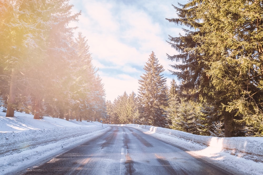 asphalt road in between of tall trees at daytime