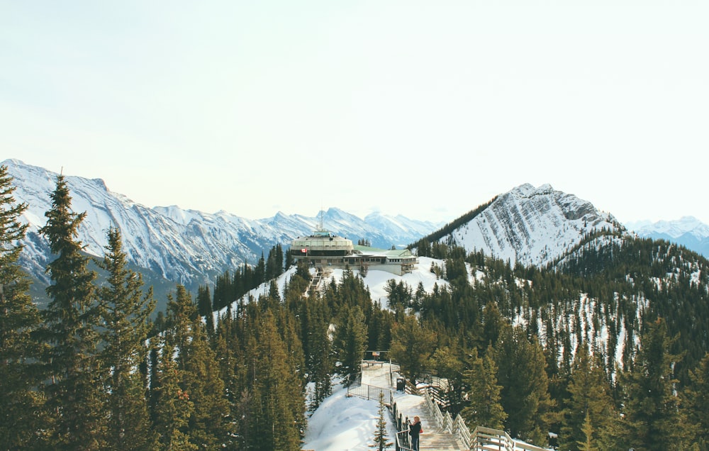 green pine trees on mountain with snow at daytime