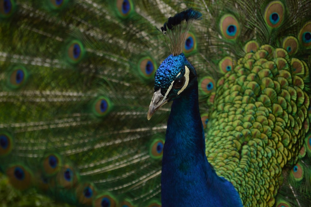 shallow focus photography of blue and green peacock