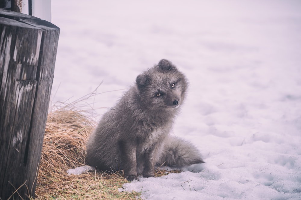 雪に覆われた地面に座るロングコートの灰色の犬