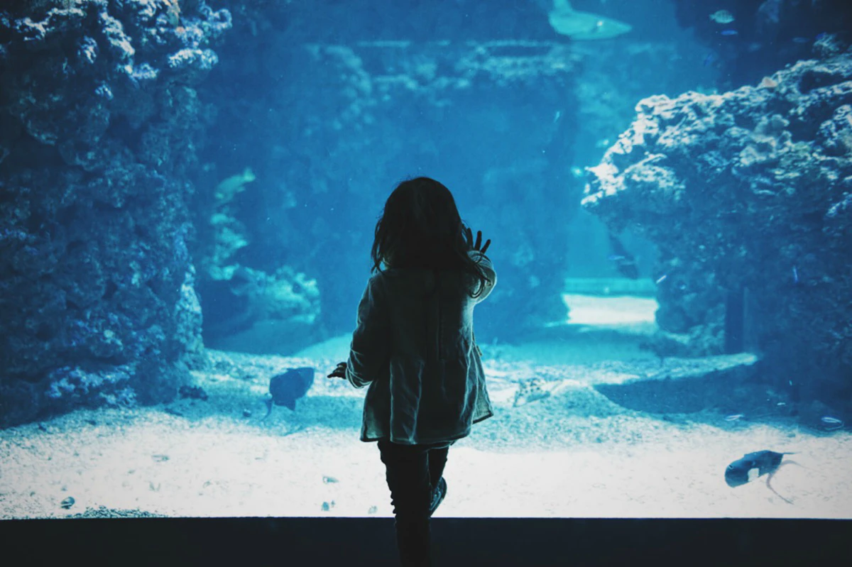 Niña pequeña tocando el cristal de un acuario