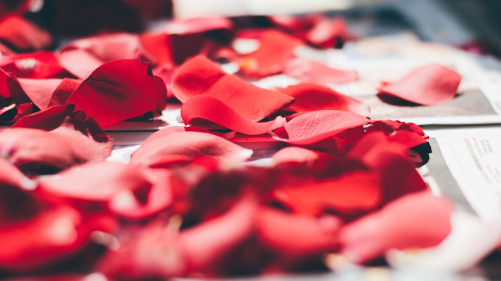 rose petals on top of white printed paper