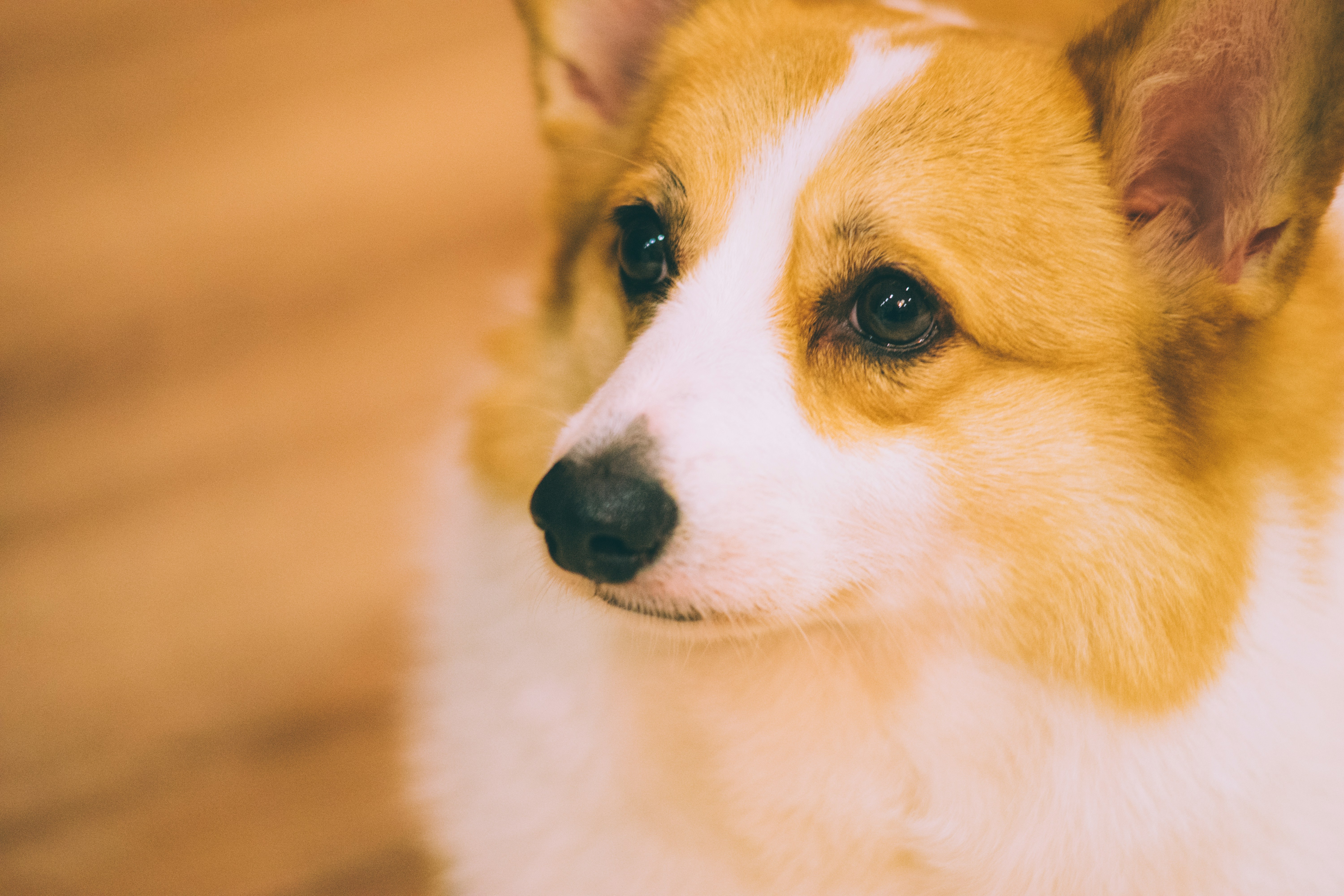 Corgi mix dog face closeup