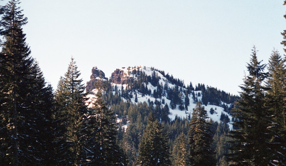 green trees surrounding snow covered mountain