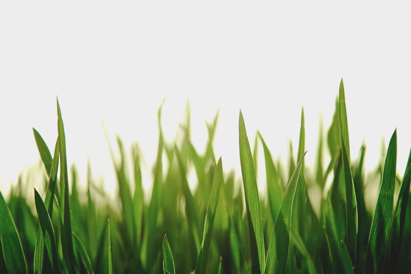Grassland