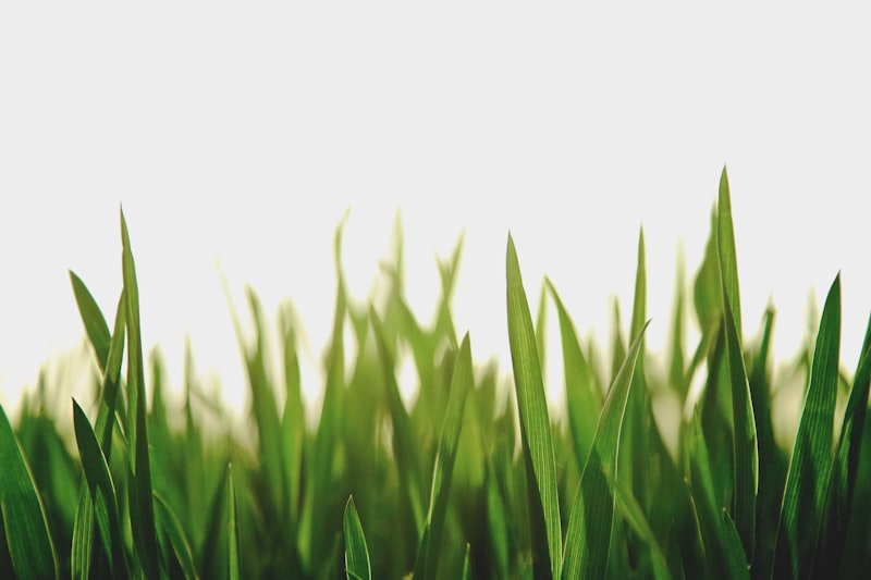 Fresh grass blades in a maintained lawn