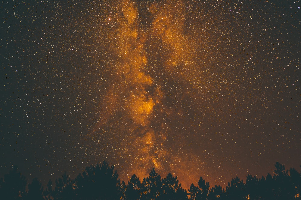 silhouette d’arbres la nuit