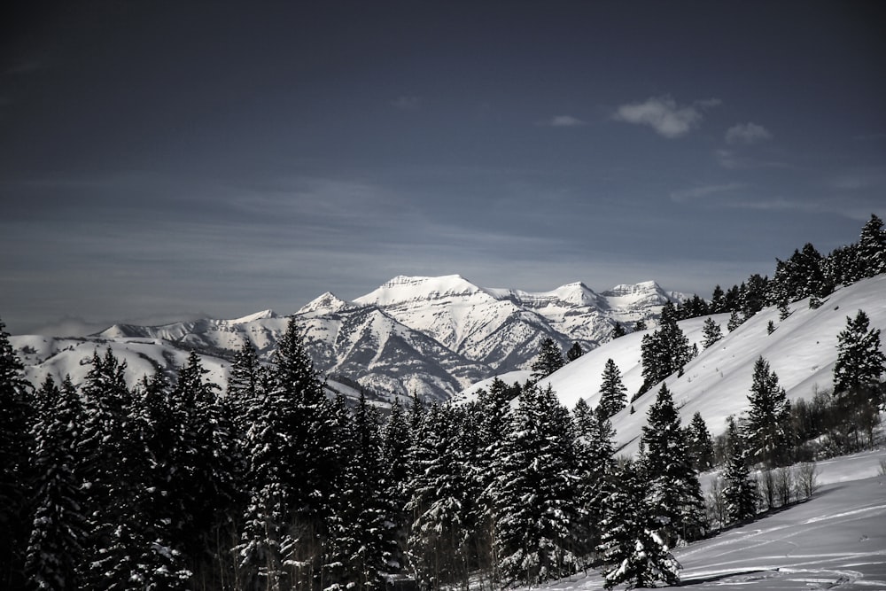 snow covered mountains