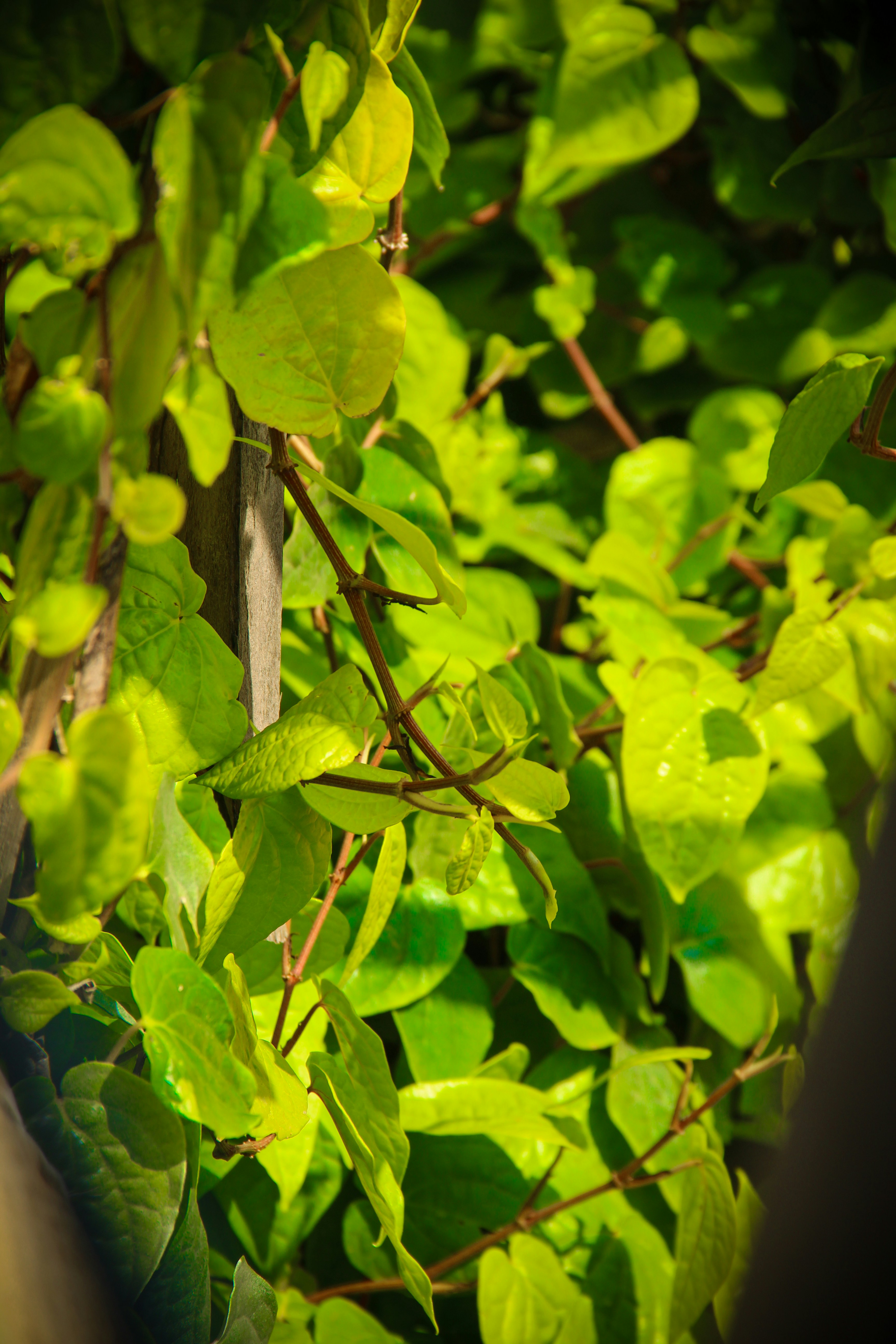 Free Unsplash photo from Abishek Babu