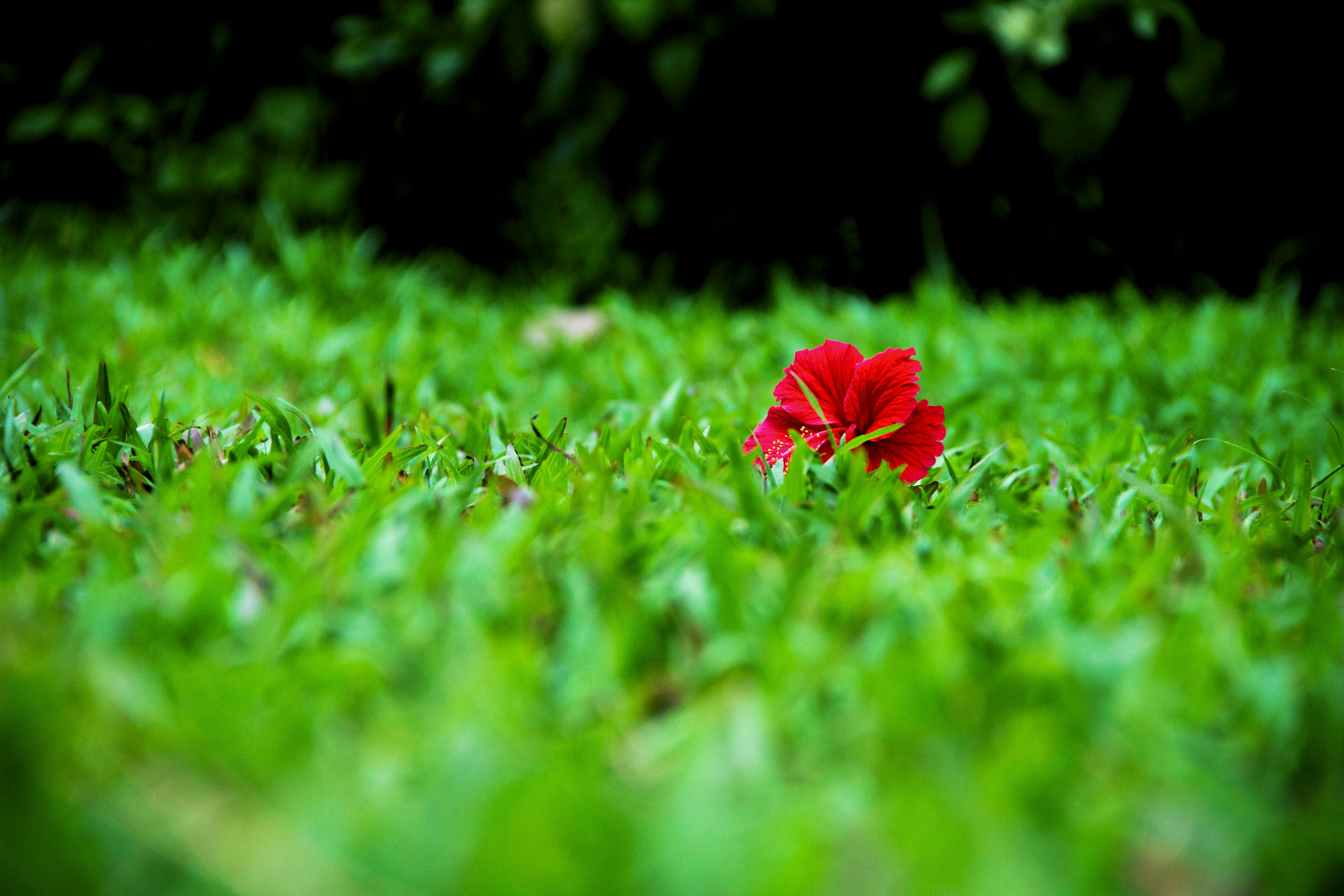 Free Unsplash photo from Abishek Babu